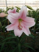 [5144 Mitsuyo 18 ST No01.JPG]